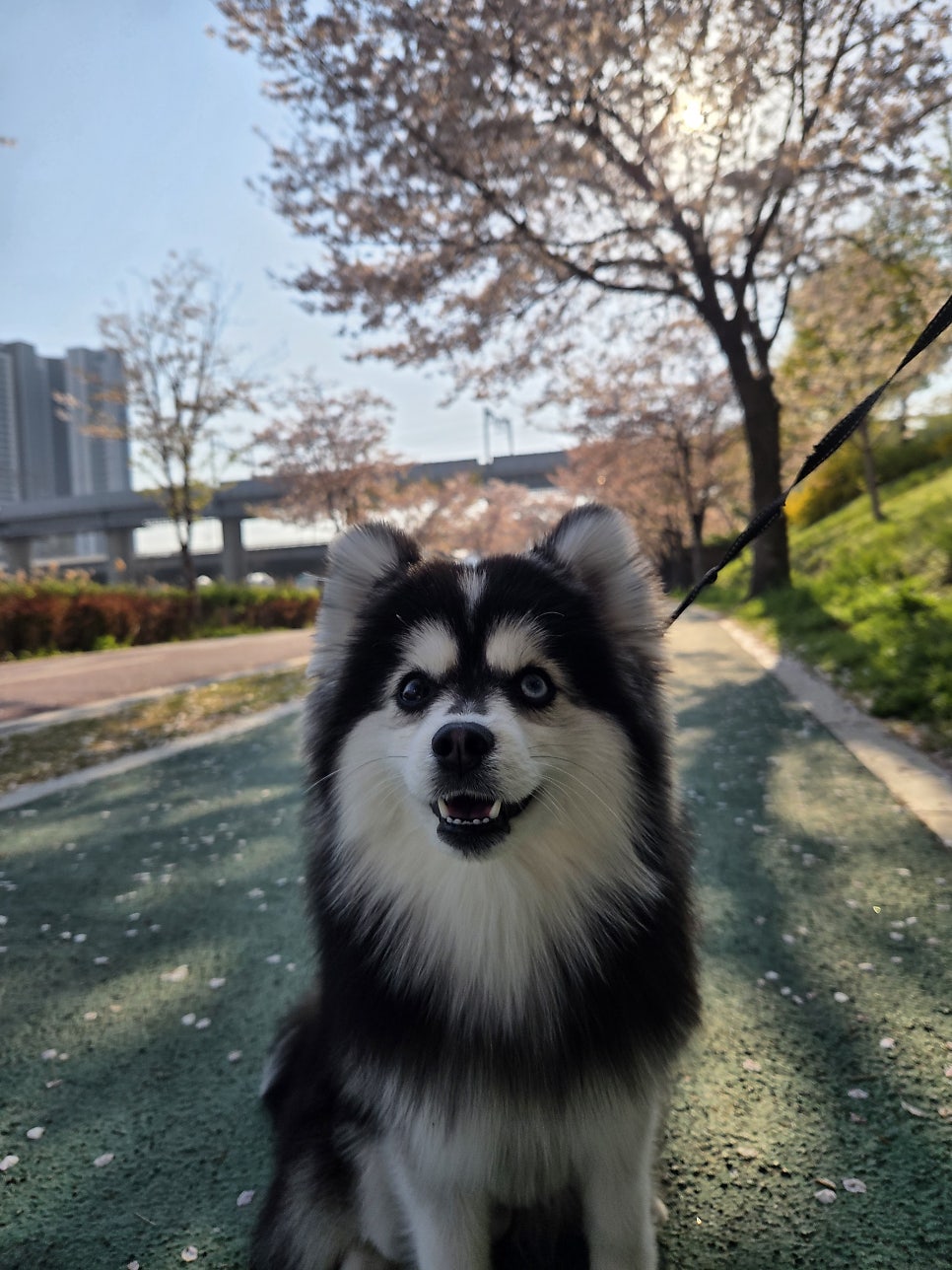살곶이공원 반려견 놀이터 & 피크닉 완벽 후기