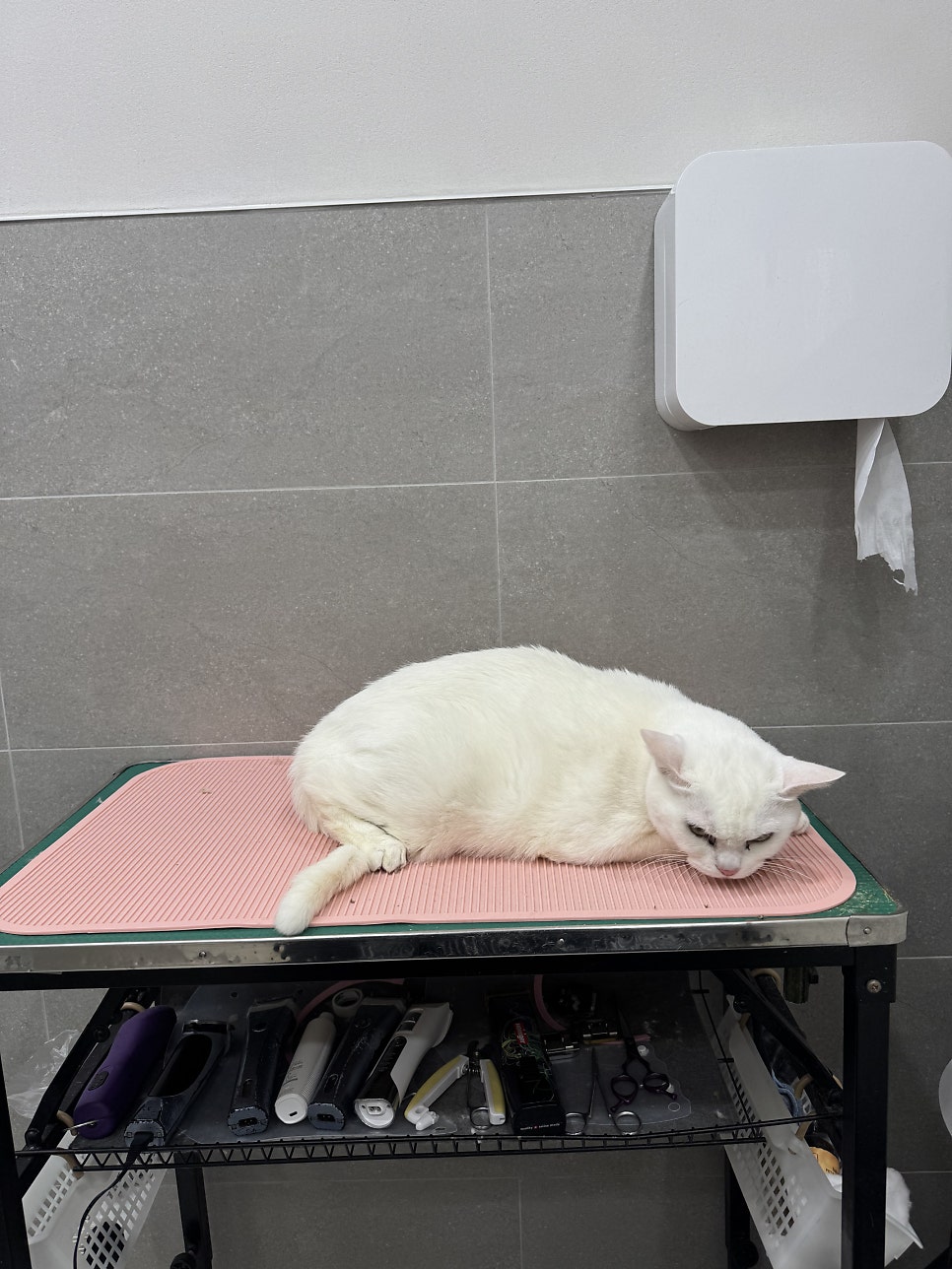 강남 고양이 미용 추천: 드림캣살롱 무마취 전문점 — 사진 4