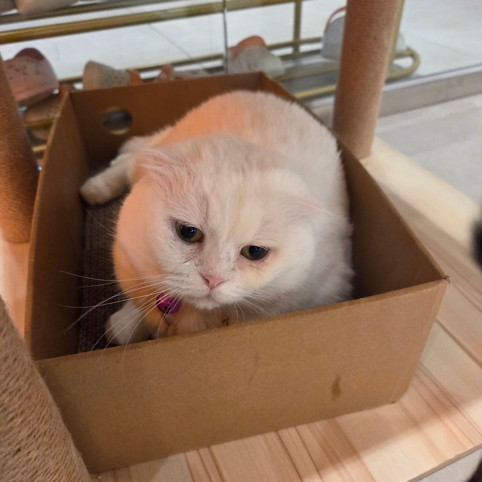 수원 고양이 카페 무릉냥원, 이색 데이트 코스 추천 — 사진 5