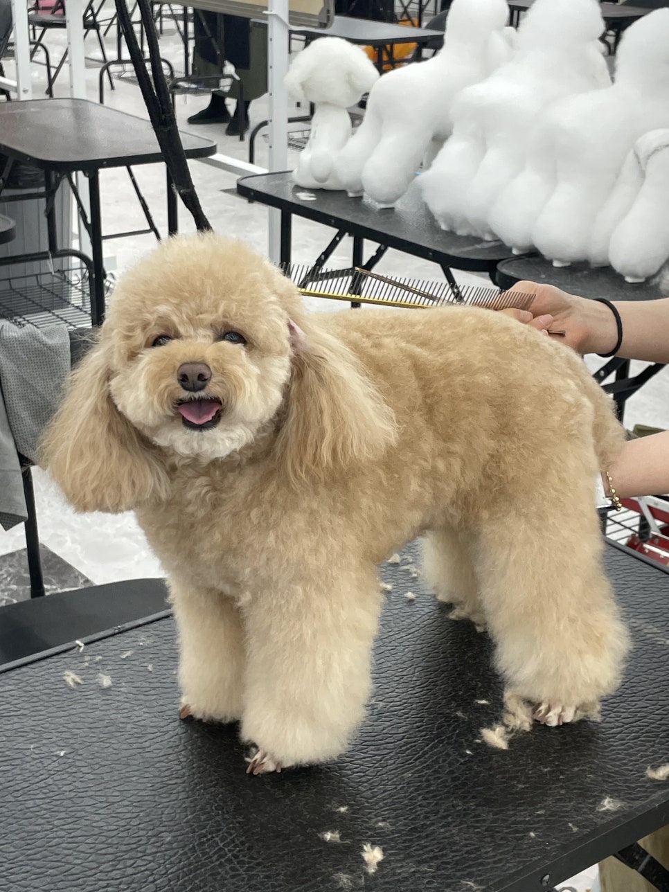 강동애견미용학원 국비지원부터 취업까지 완벽 가이드 — 사진 6