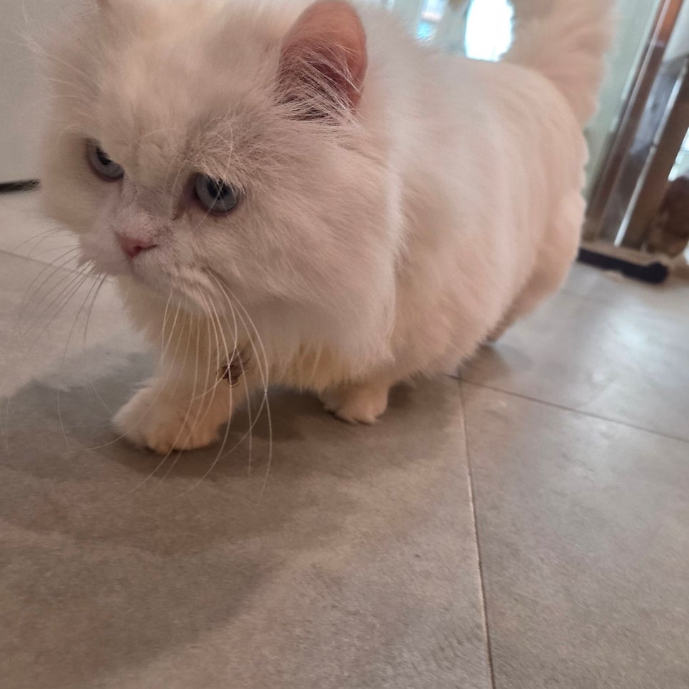 수원 고양이 카페 무릉냥원, 이색 데이트 코스 추천 — 사진 11