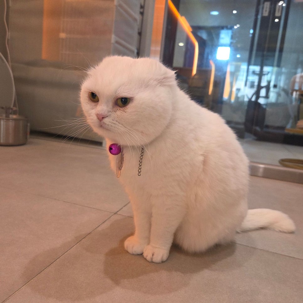 수원 고양이 카페 무릉냥원, 이색 데이트 코스 추천 — 사진 9