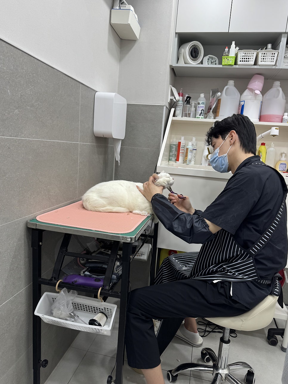 강남 고양이 미용 추천: 드림캣살롱 무마취 전문점 — 사진 7