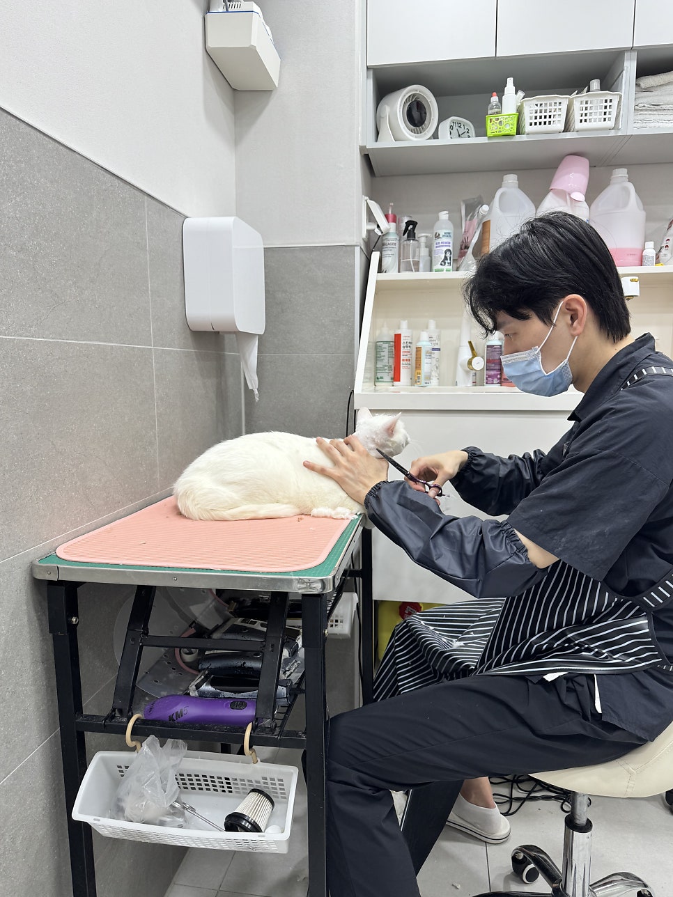 강남 고양이 미용 추천: 드림캣살롱 무마취 전문점 — 사진 6