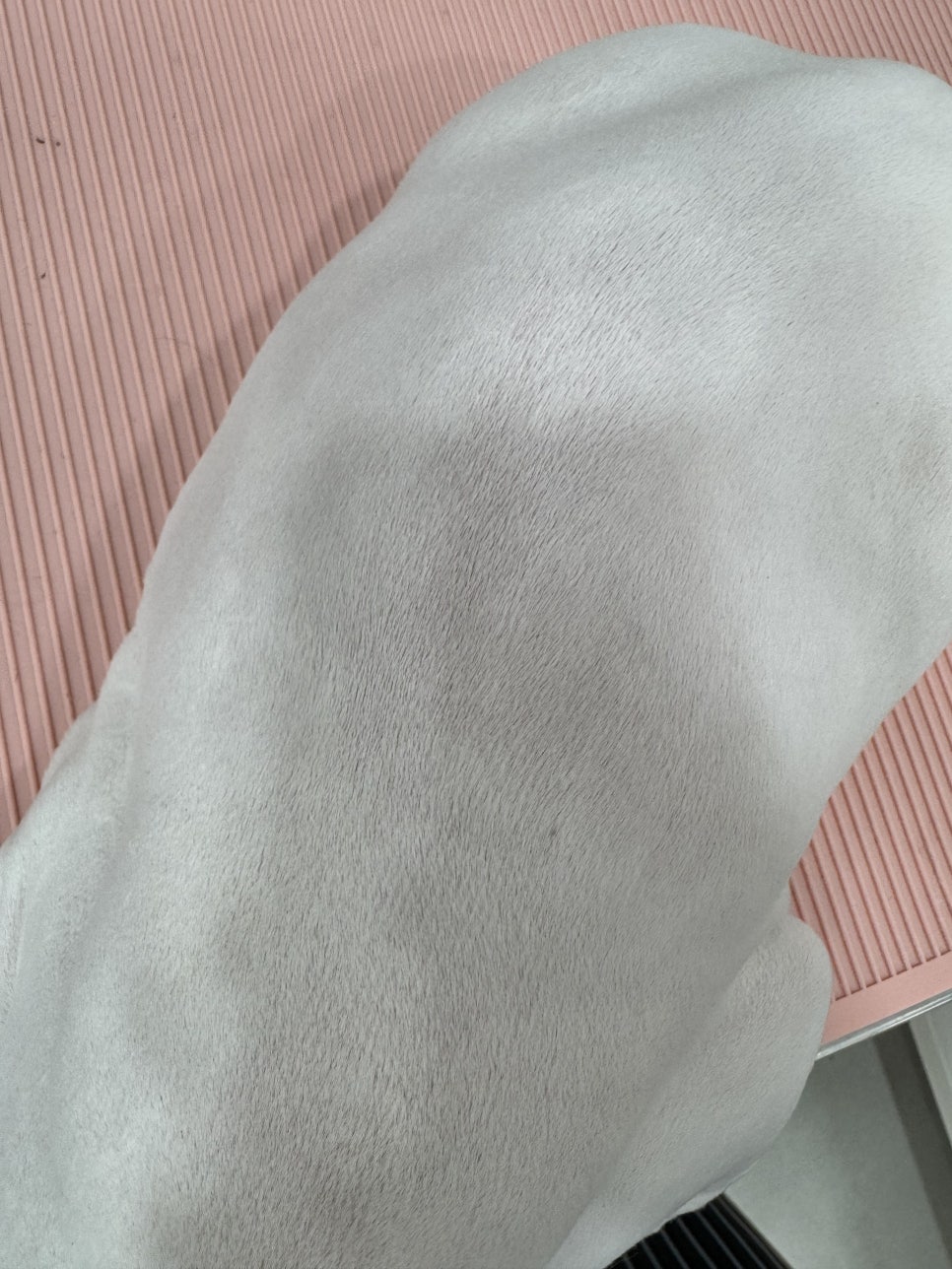 강남 고양이 미용 추천: 드림캣살롱 무마취 전문점 — 사진 9