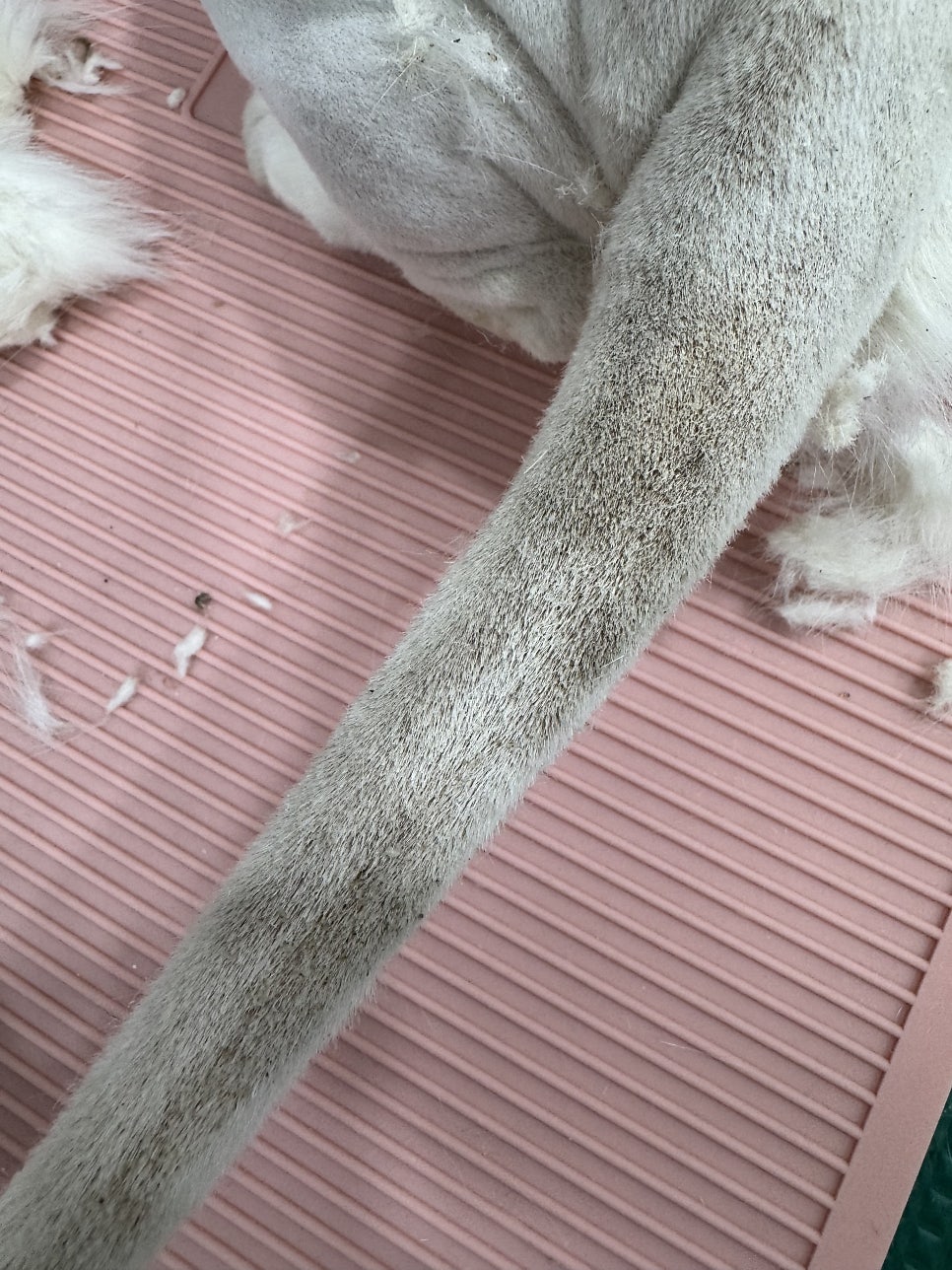 강남 고양이 미용 추천: 드림캣살롱 무마취 전문점 — 사진 10