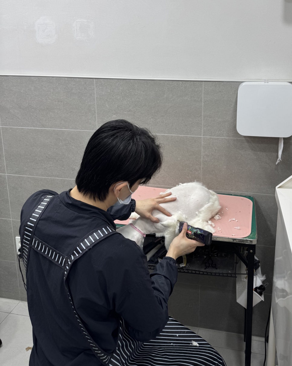 강남 고양이 미용 추천: 드림캣살롱 무마취 전문점 — 사진 8