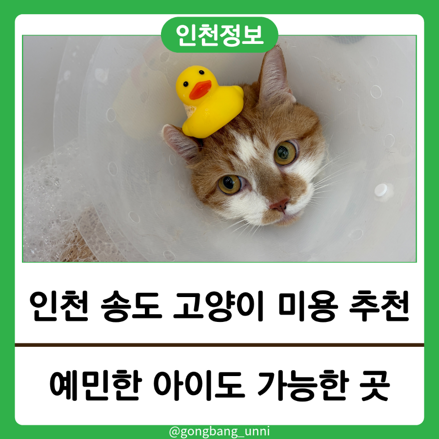 송도 고양이 무마취 미용 후기: 묘브에서 유미의 스트레스 없는 관리