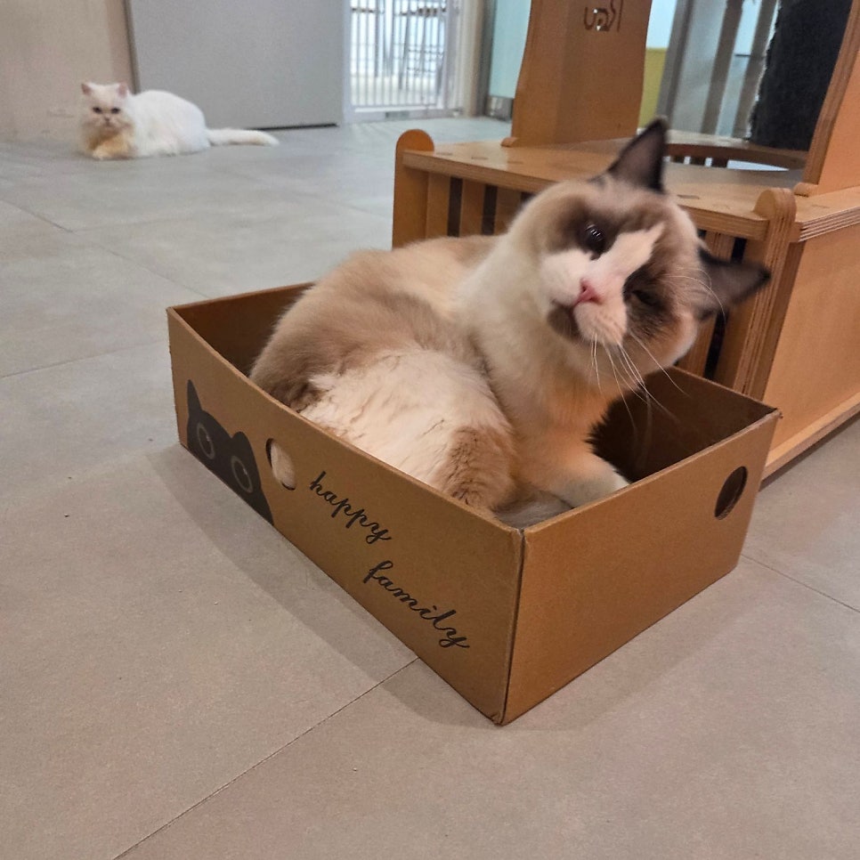 수원 고양이 카페 무릉냥원, 이색 데이트 코스 추천 — 사진 6