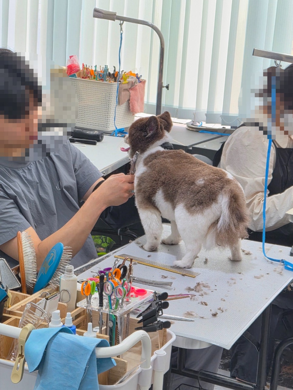 부천 애견미용학원 비교: 비용, 기간, 취업 연계 총정리 — 사진 4