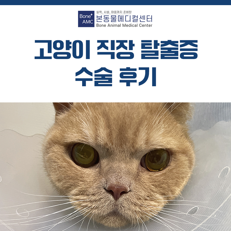 고양이 직장 탈출증, 대구 본동물메디컬센터에서 치료받은 후기