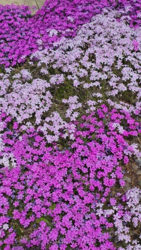 Ilwol Botanical Garden