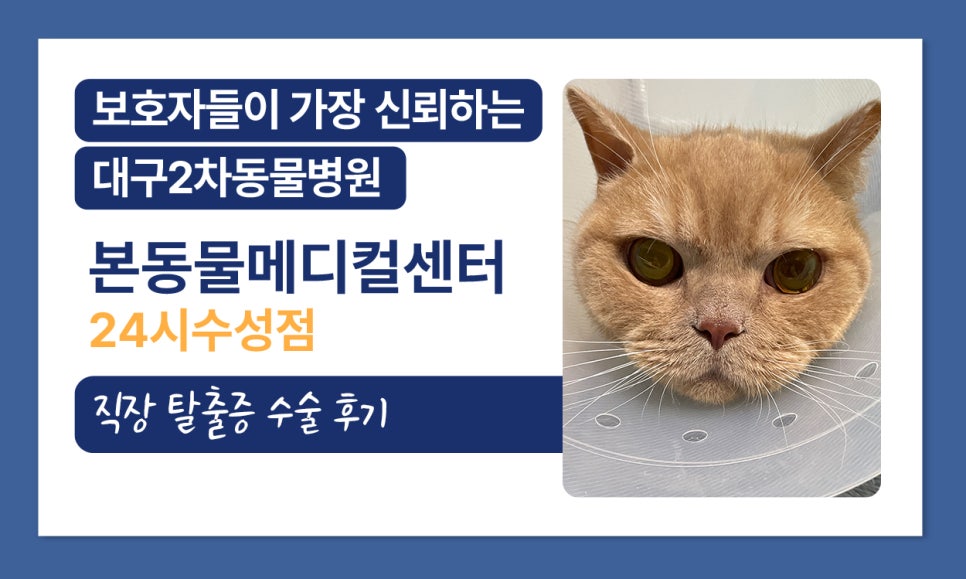 고양이 직장 탈출증, 대구 본동물메디컬센터에서 치료받은 후기 — 사진 2