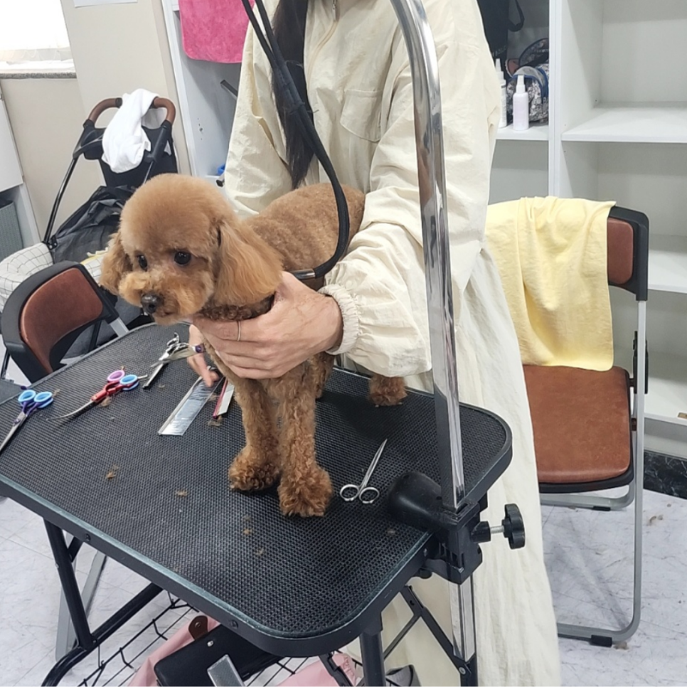 동탄 강아지 미용 학원: 주말반 수강료, 자격증 과정 후기 — 사진 3