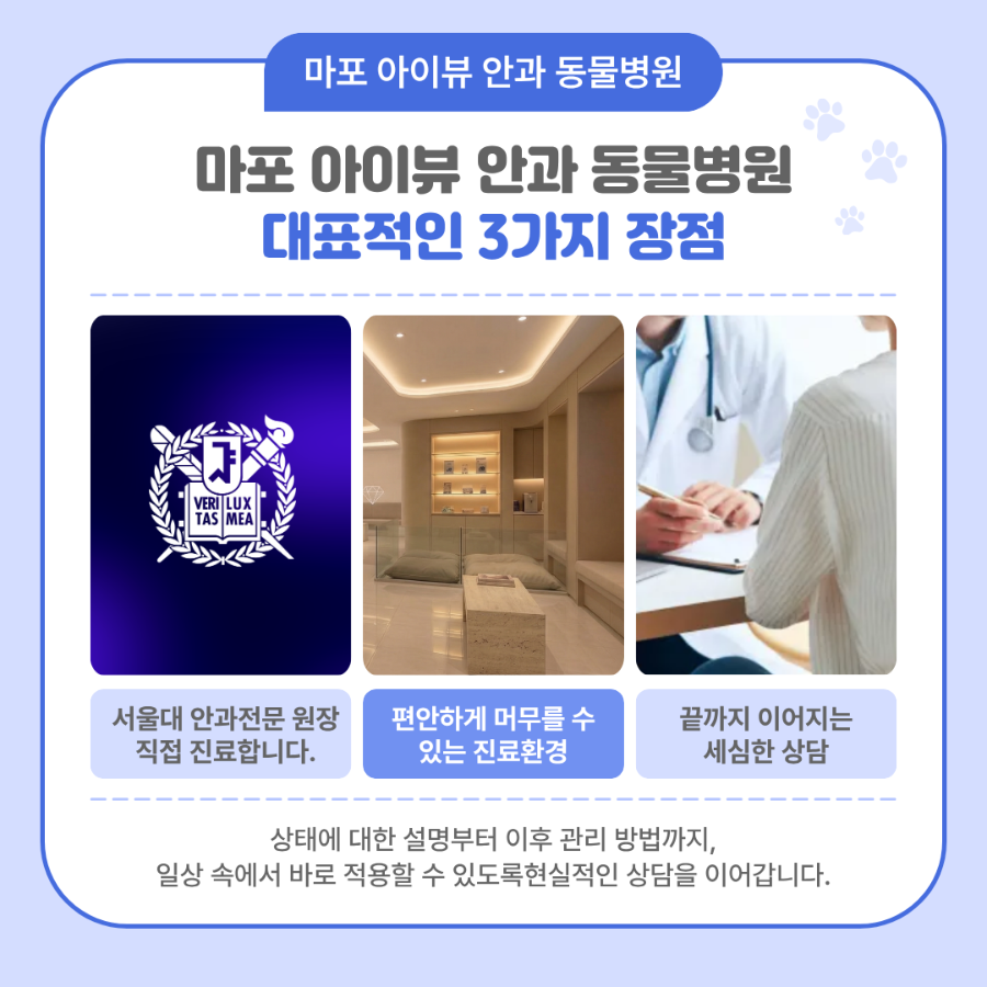 마포 공덕역 강아지 안과 진료, 아이뷰동물병원 비용 및 후기 — 사진 5