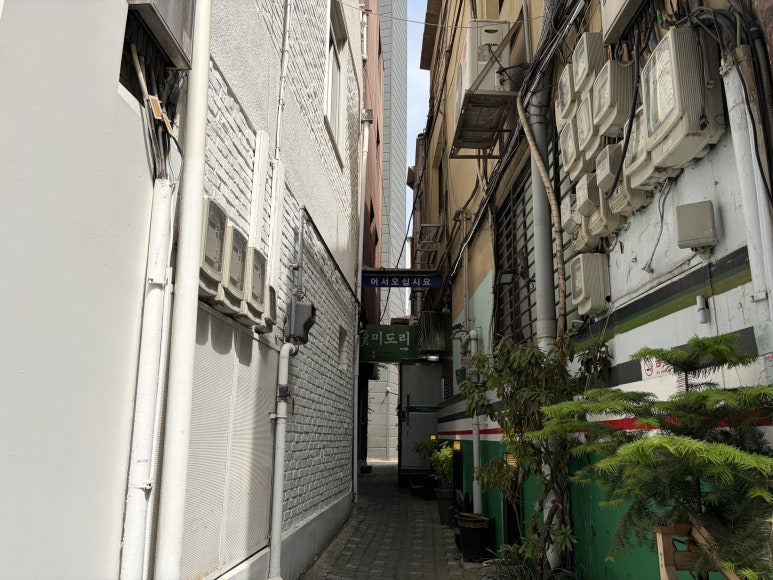 미도리 사진 8