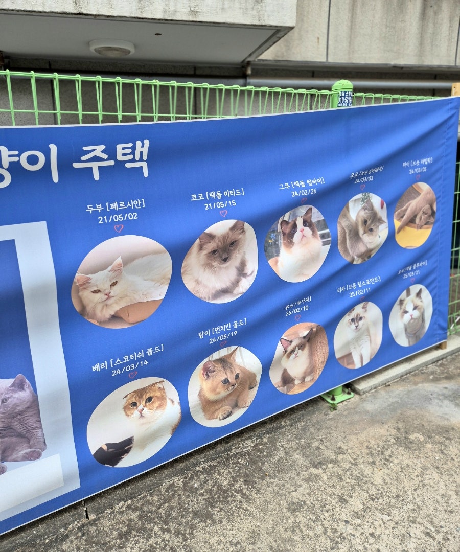 신림 고양이 카페 '냥이주택' 데이트 코스 추천 — 사진 4