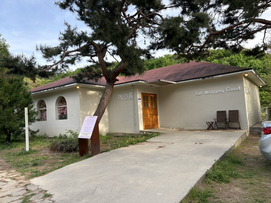 용인 애견운동장 테일45, 프라이빗 대관 강아지 놀이터 후기 — 사진 6
