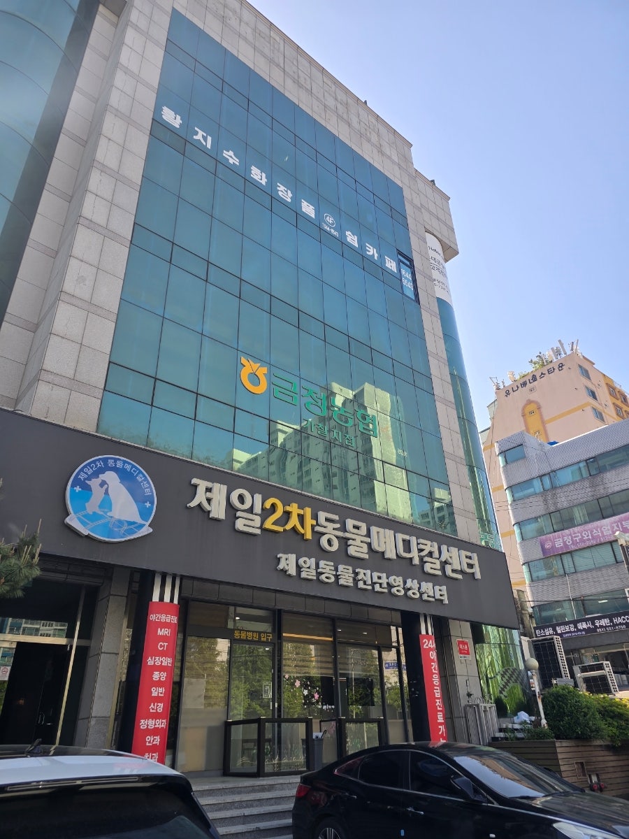 부산 24시 동물병원 강아지 뇌척수염 MRI 진단 및 치료 후기