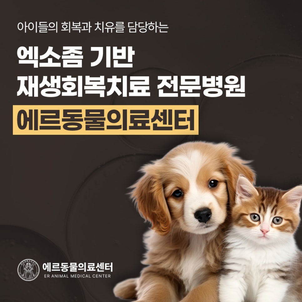 강아지 엑소좀 치료 가격 및 효과, 에르동물의료센터 상담