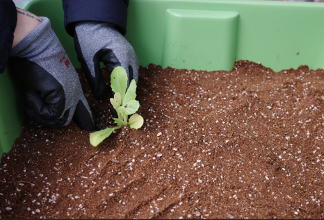 브로콜리 지역정보 관련 사진 6