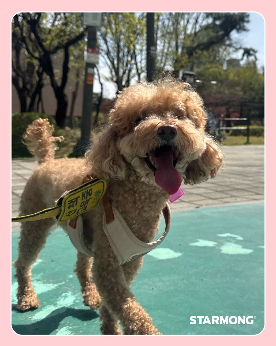 강남 애견유치원 기다려 훈련으로 차분함 배우기 — 사진 7