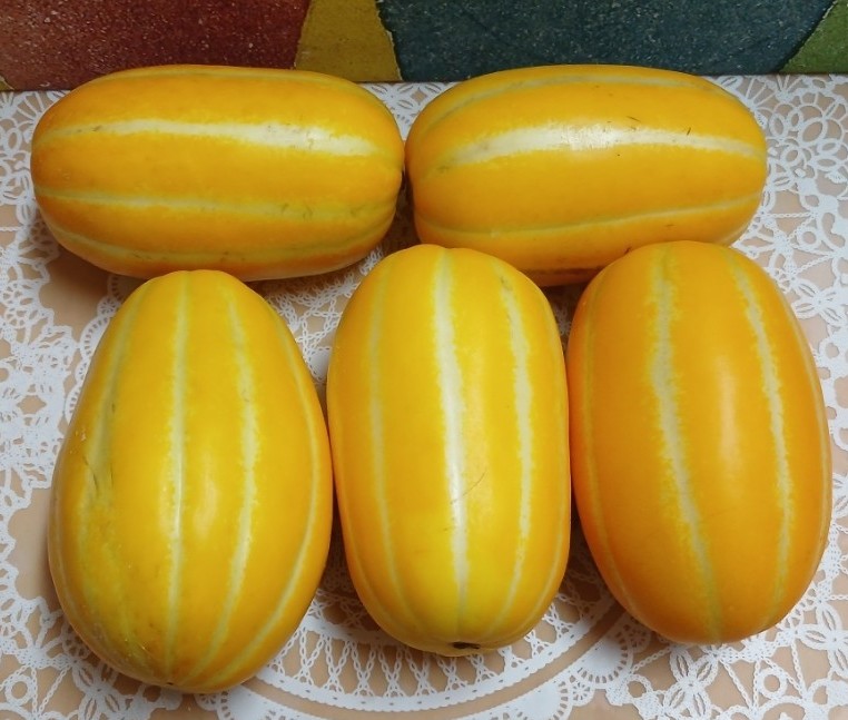 봄에 먹는 참외 봄참외 가격 💛 성주참외 봄과일 후식과일 추천 🤗 : 네이버 블로그
