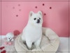 광주 강아지미용학원: 수강료 지원부터 취업 연계까지 — 사진 3