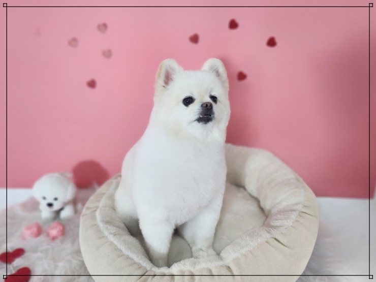 광주 강아지미용학원: 수강료 지원부터 취업 연계까지 — 사진 3