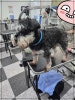 강남 애견미용학원, 수강료 지원받고 전문가 되기 — 사진 4