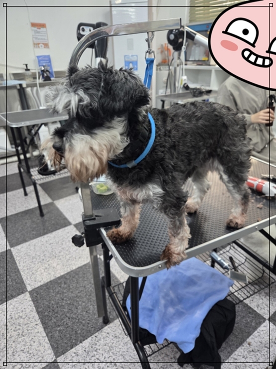 강남 애견미용학원, 수강료 지원받고 전문가 되기 — 사진 4