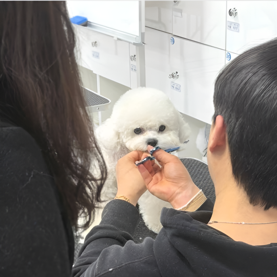 동탄 애견미용학원 비용, 직장인 주말야간반 수강료 후기 — 사진 5