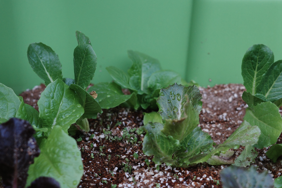 브로콜리 지역정보 관련 사진 13