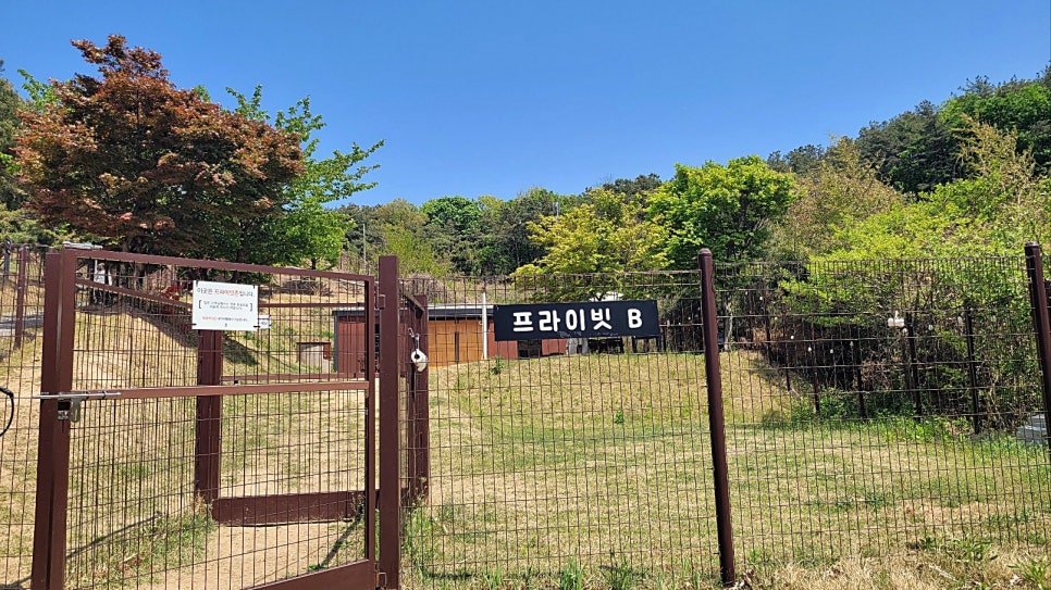 용인 애견카페 테일45, 프라이빗 B동 대관 후기 — 사진 13