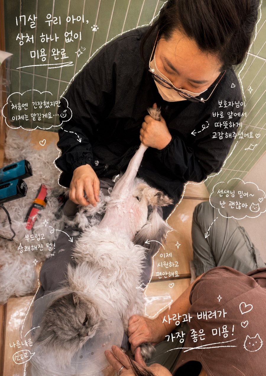고양이 털갈이 시기, 미용으로 엉킴과 피부 발진 예방하기 — 사진 2