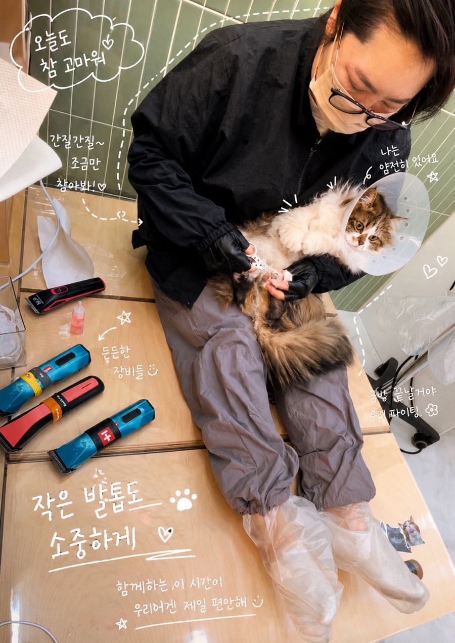 고양이 털갈이 시기, 미용으로 엉킴과 피부 발진 예방하기 — 사진 4