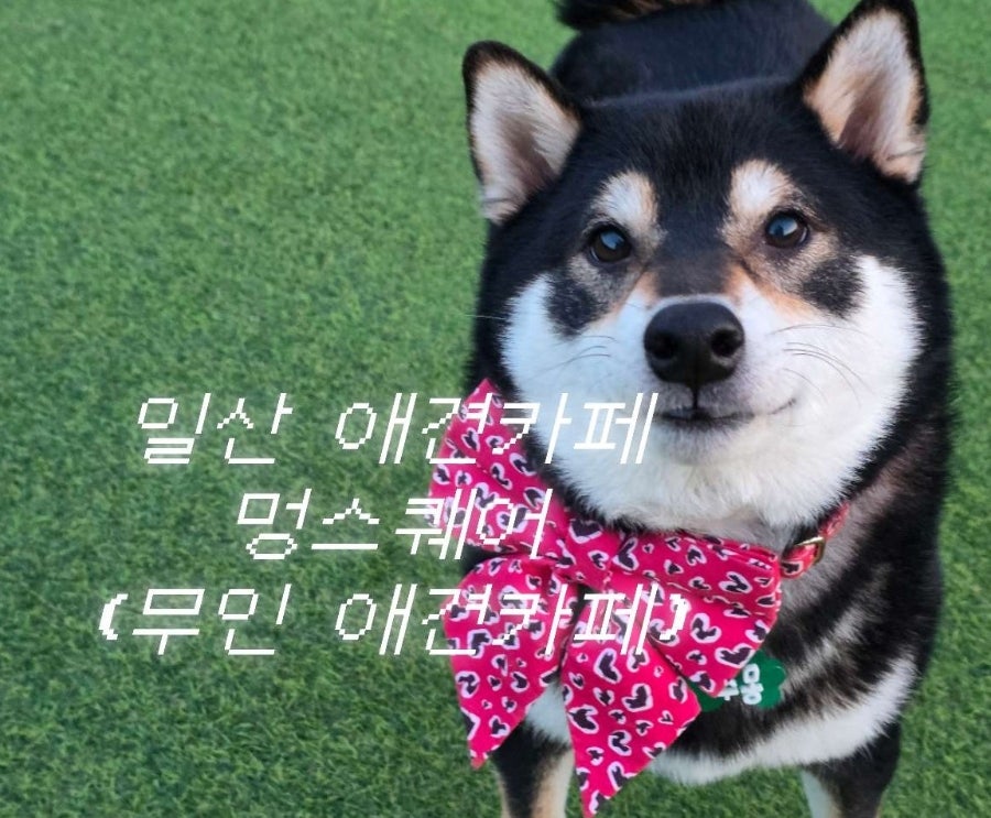 일산 애견카페 멍스퀘어: 넓은 대관 운동장 후기
