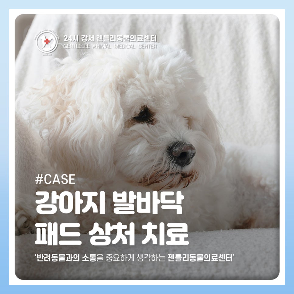 김포 젠틀리동물의료센터, 강아지 발바닥 상처 봉합 수술 후기