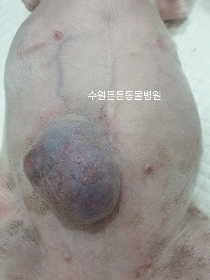 강아지 유선종양 수술 후기 및 비용 안내 (위례 성남) — 사진 4