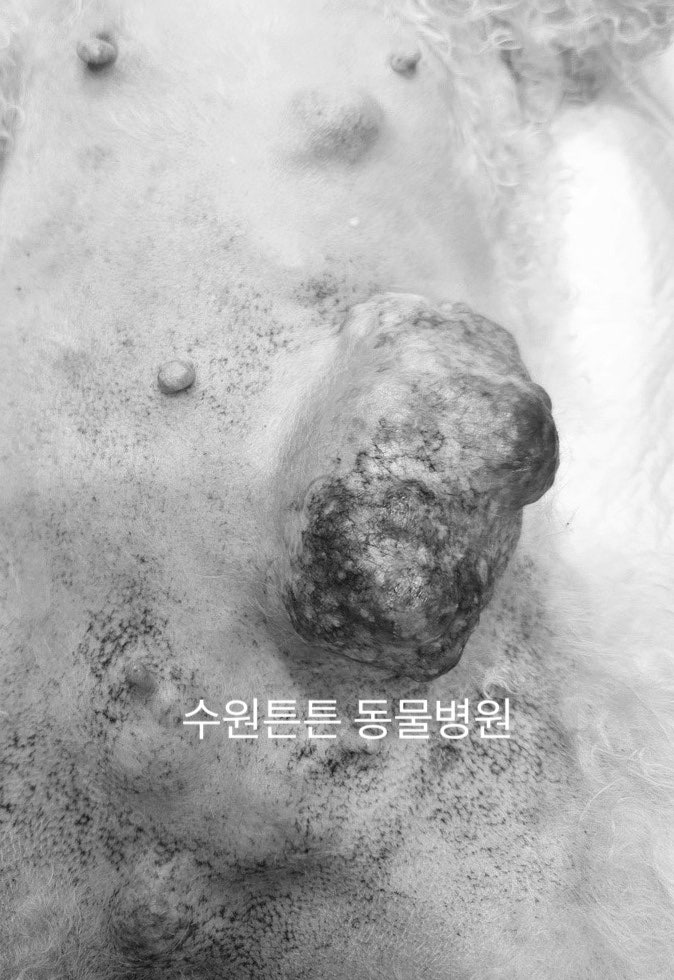 강아지 유선종양 수술 후기 및 비용 안내 (위례 성남) — 사진 3