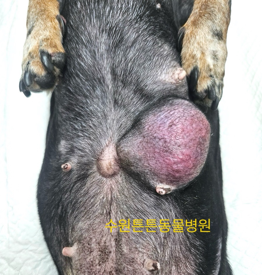 강아지 유선종양 수술 후기 및 비용 안내 (위례 성남) — 사진 7