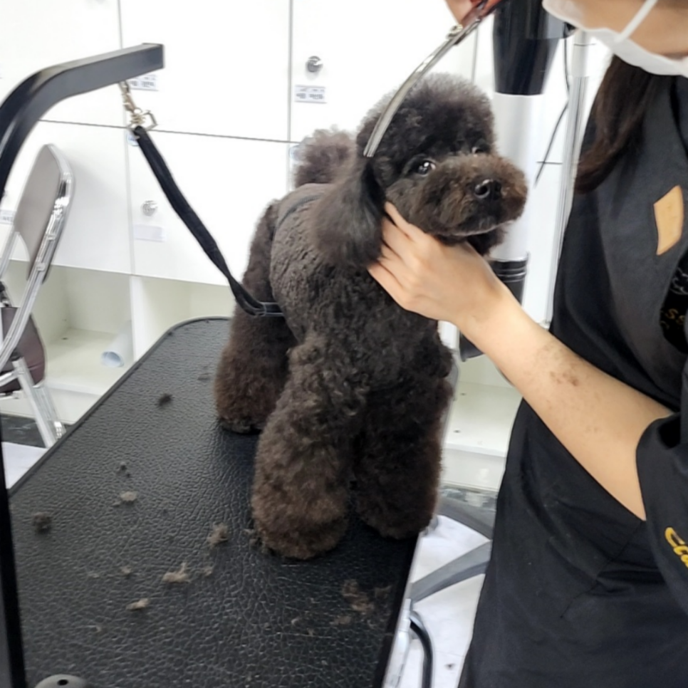 부천 애견미용학원 국비지원 가격 및 자격증 취득 과정 — 사진 11