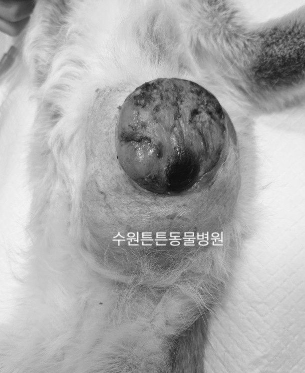 강아지 유선종양 수술 후기 및 비용 안내 (위례 성남) — 사진 6