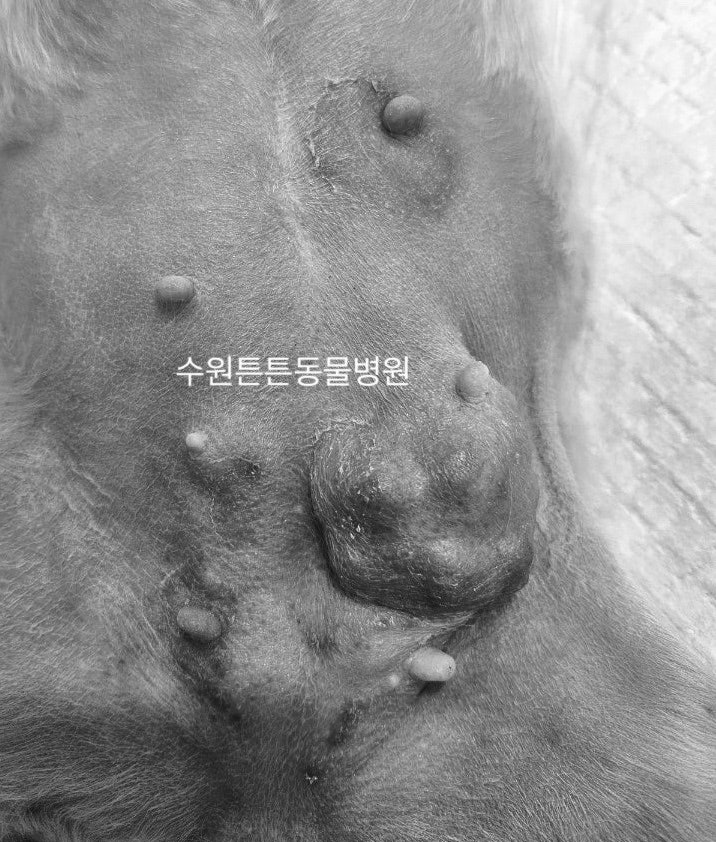강아지 유선종양 수술 후기 및 비용 안내 (위례 성남) — 사진 2
