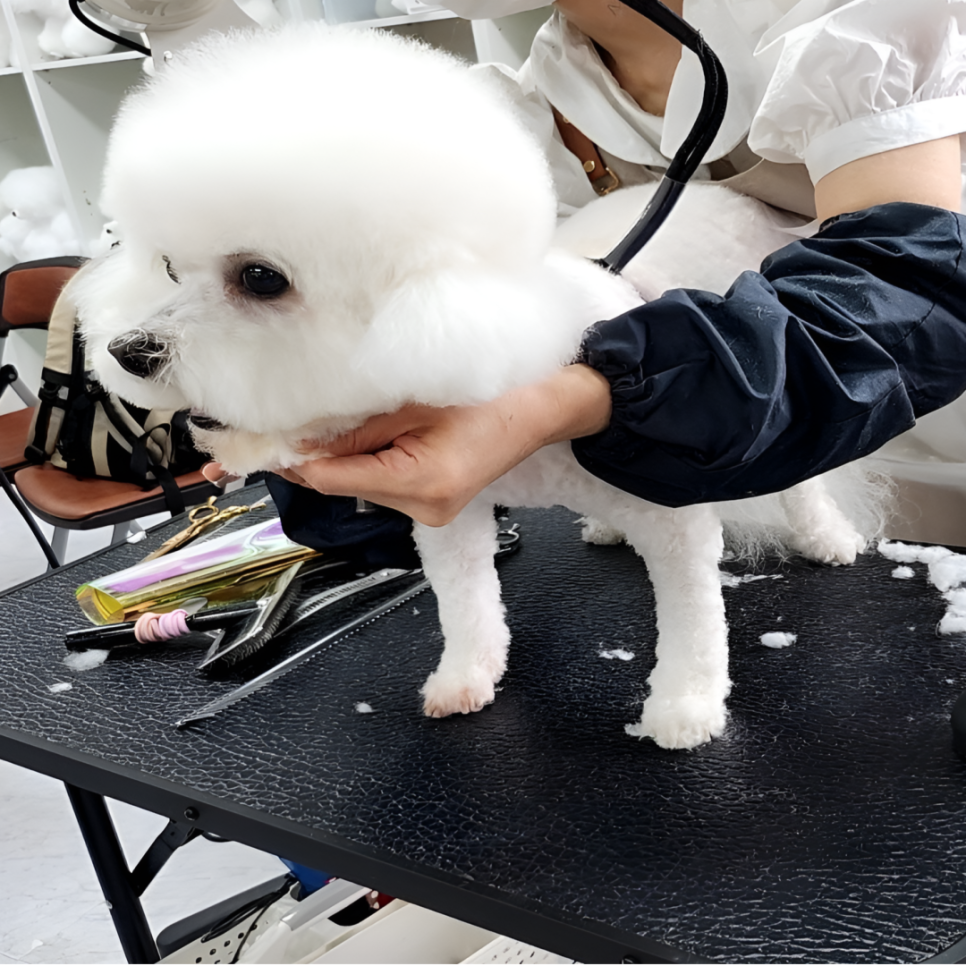 부천 애견미용학원 국비지원 가격 및 자격증 취득 과정 — 사진 2