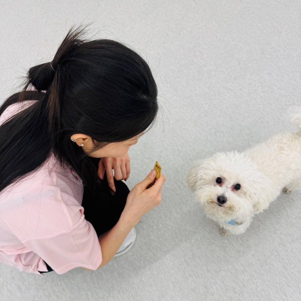 마포 개소리애견유치원, 강아지 분리불안 교육 후기 — 사진 4