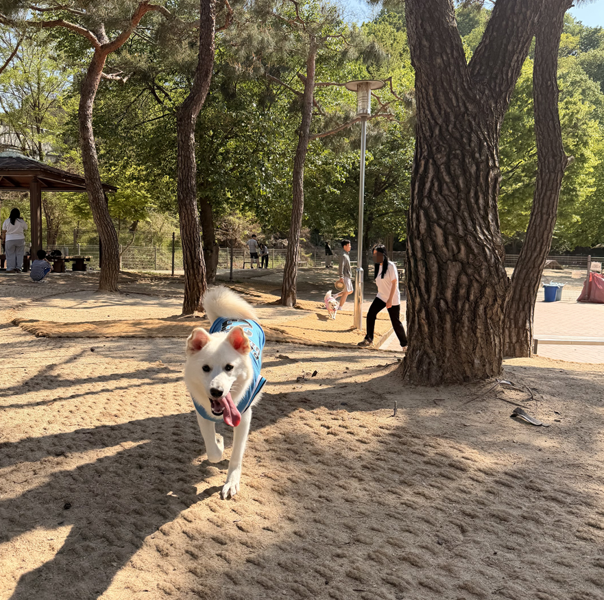용인 기흥구 강아지 운동장, 구갈레스피아 반려견 놀이터 후기 — 사진 5