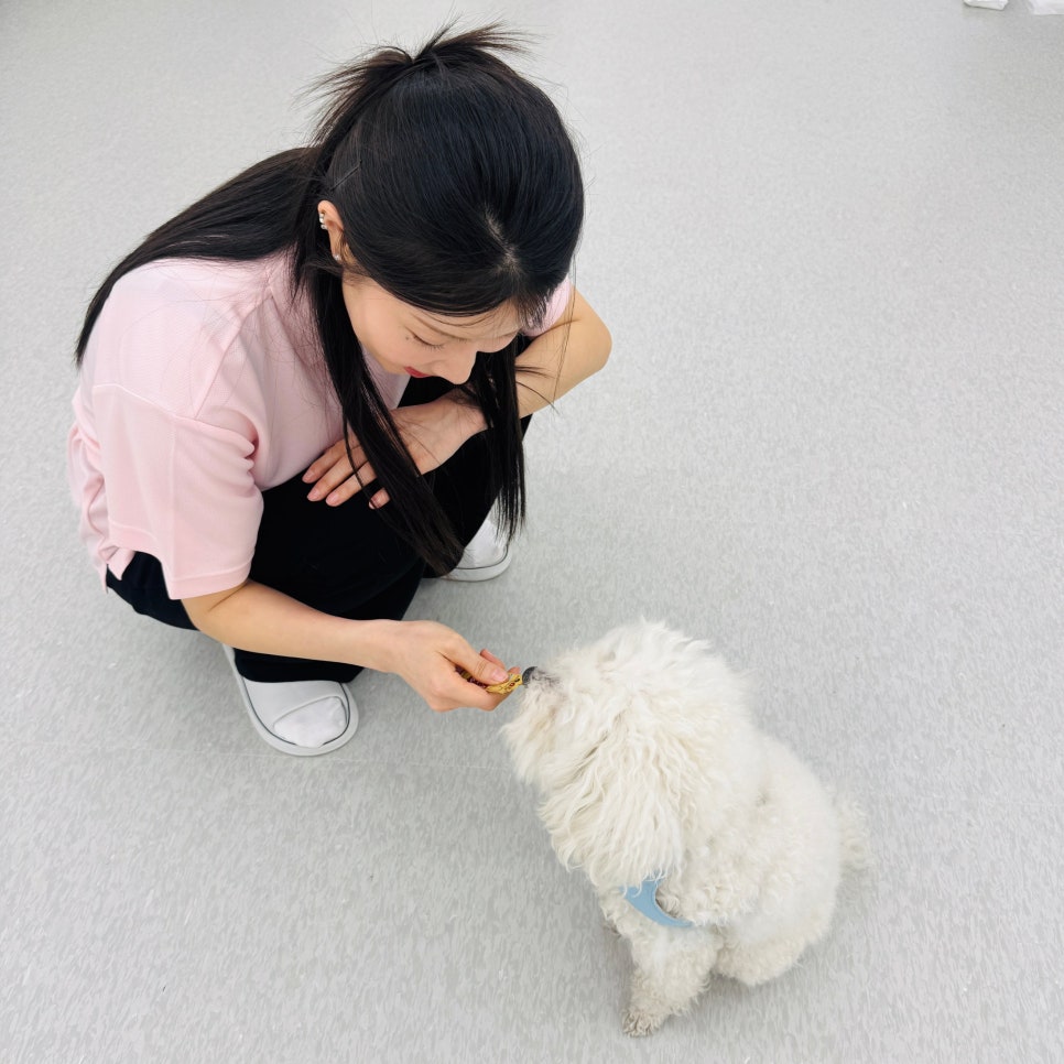 마포 개소리애견유치원, 강아지 분리불안 교육 후기 — 사진 8