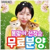 일산 고양이 무료 분양, 테디럽 입양 후기 및 절차