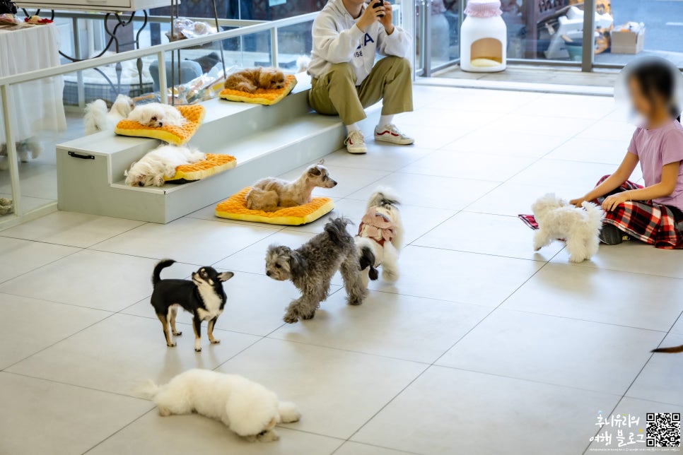 강남 애견카페 더왈츠 앤 조이피아, 특별한 실내 데이트 코스 — 사진 6